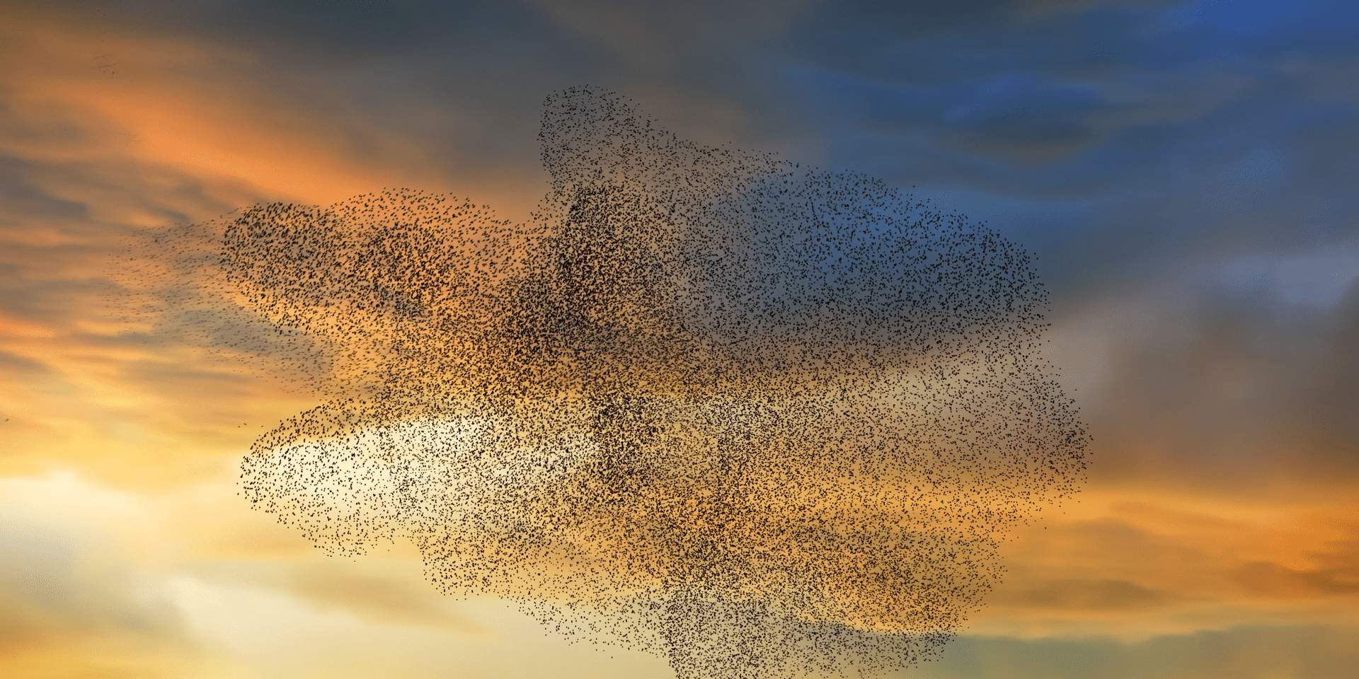 DAOs Are Like Starling Murmurations